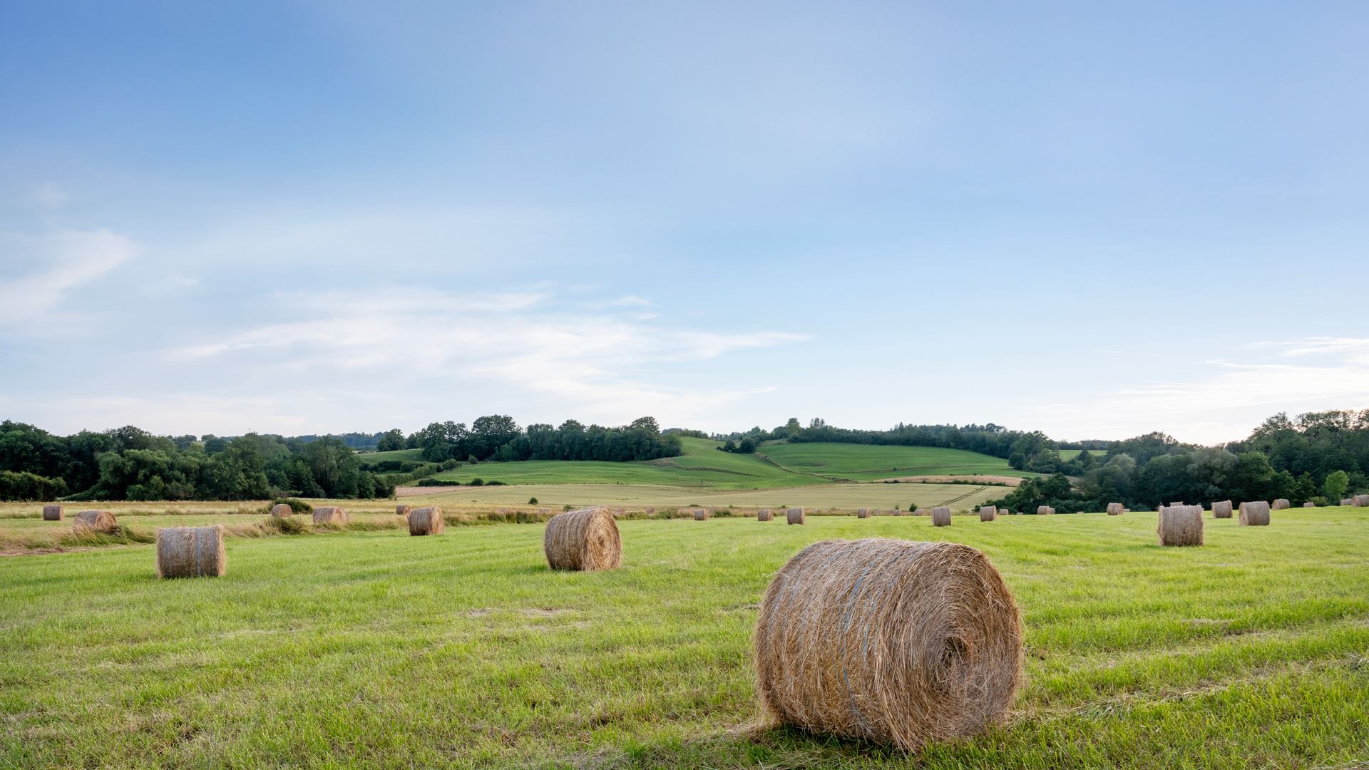hay bales in grass fields of french champagne ardennes region 