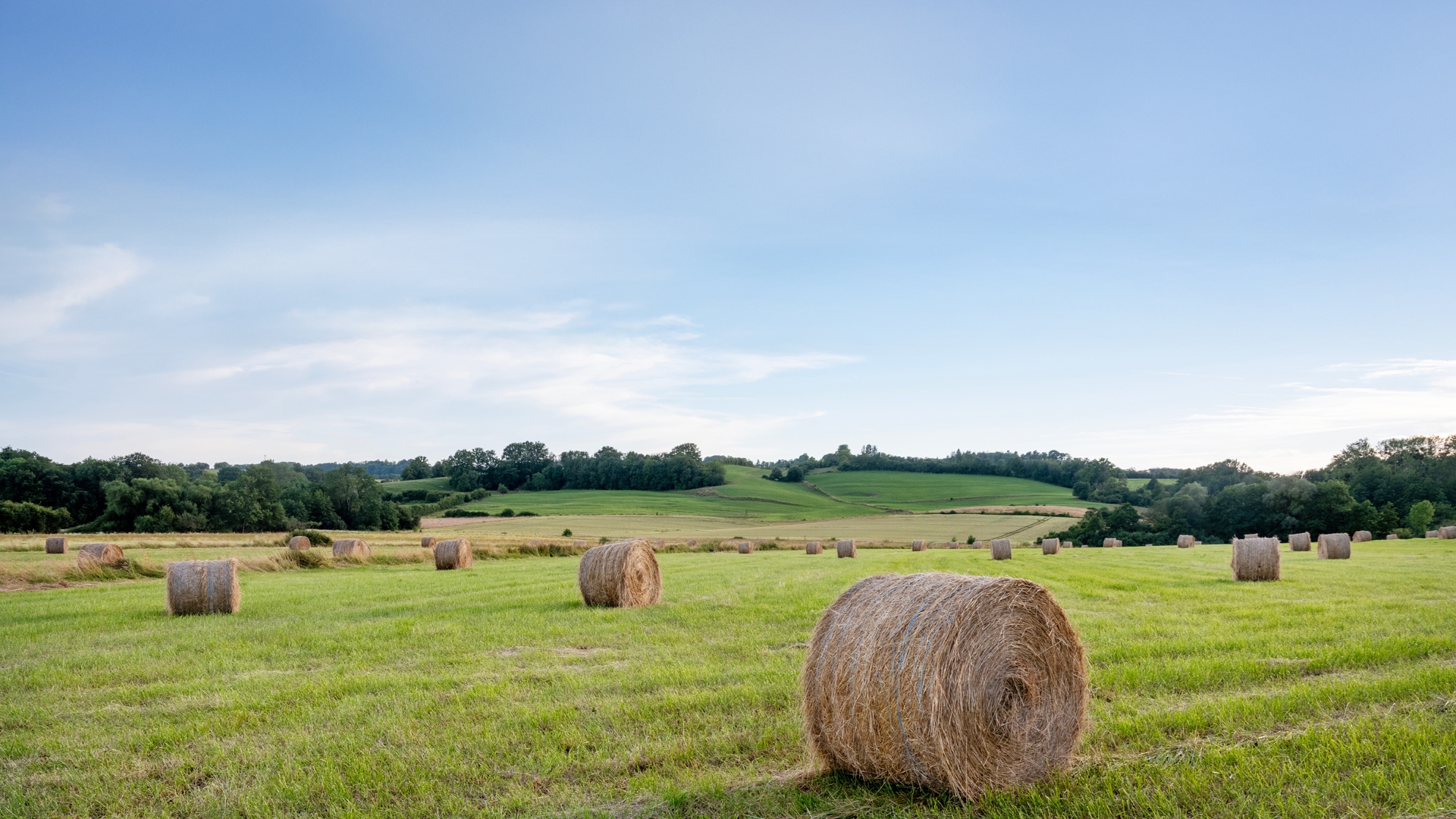 Hay